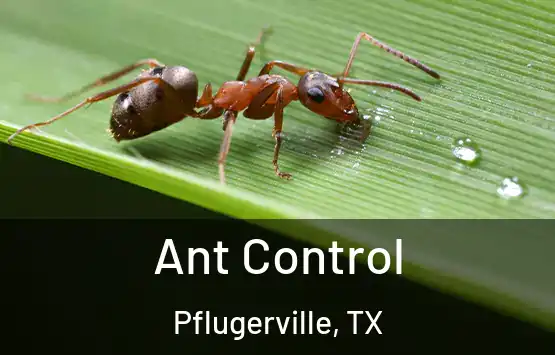 Ant Control Pflugerville, TX