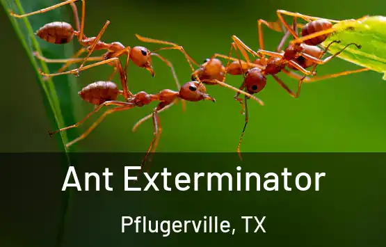  Ant Exterminator Pflugerville, TX