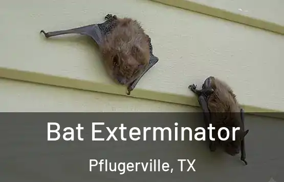  Bat Exterminator Pflugerville, TX