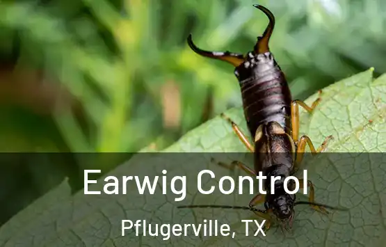  Earwig Control Pflugerville, TX