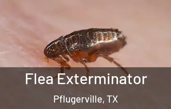  Flea Exterminator Pflugerville, TX