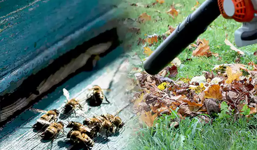 Wasps Pest Control Pflugerville, TX