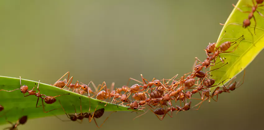 ant-control in Pflugerville, TX