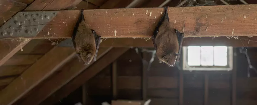 bat-exterminator in Pflugerville, TX