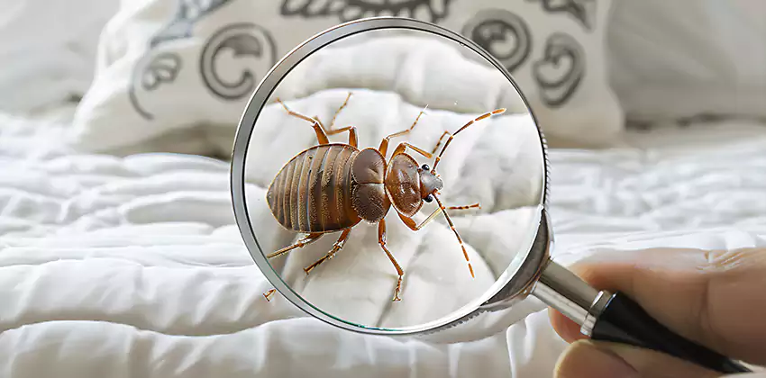 bed-bug-pest-control in Pflugerville, TX