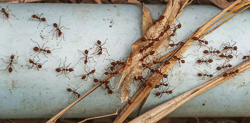 Fire Ant Extermination in Yards, Parks, and Outdoor Spaces Pflugerville, TX