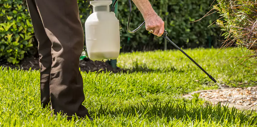 Grub Treatment for Bedrooms Pflugerville, TX