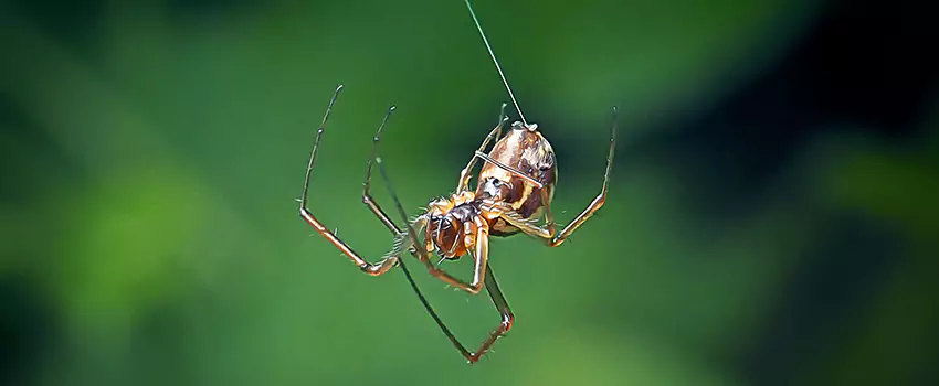 Spider and Mosquito Control Solutions Pflugerville, TX