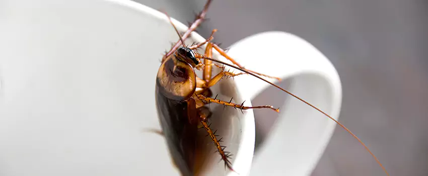 cockroach-pest-control in Pflugerville, TX