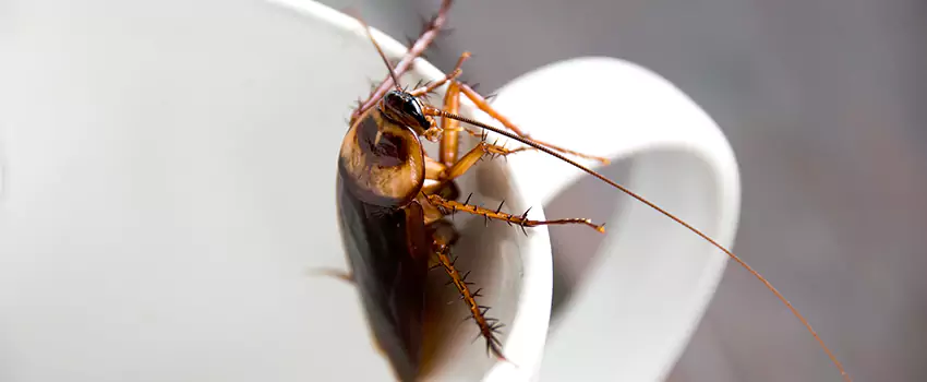 cockroach-treatment in Pflugerville, TX