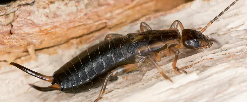 earwig-control in Pflugerville, TX