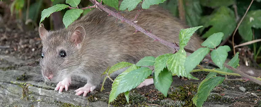 mice-control in Pflugerville, TX