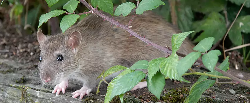 mouse-control in Pflugerville, TX