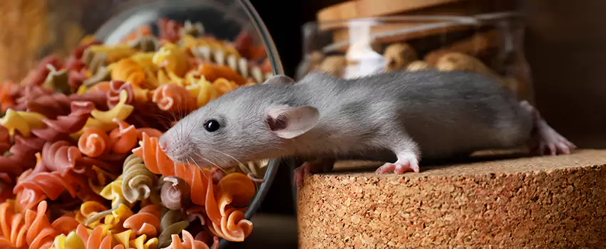 mouse-exterminator in Pflugerville, TX