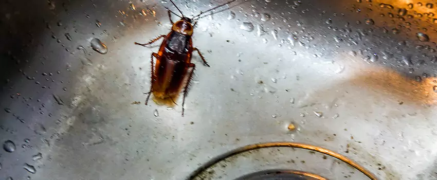 roach-control in Pflugerville, TX