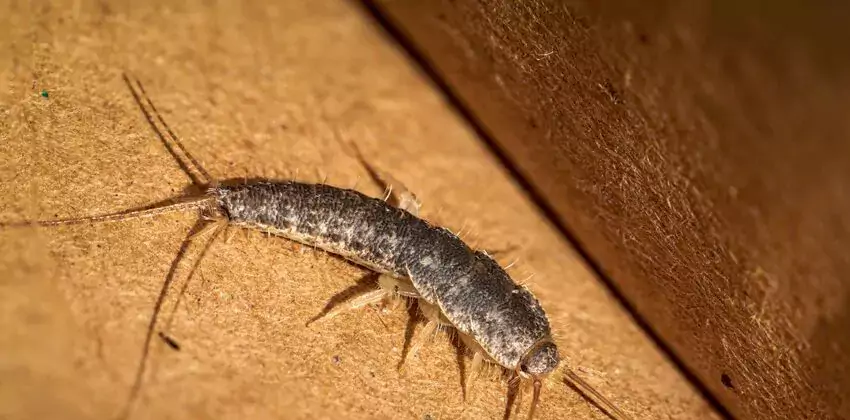 silverfish-control in Pflugerville, TX