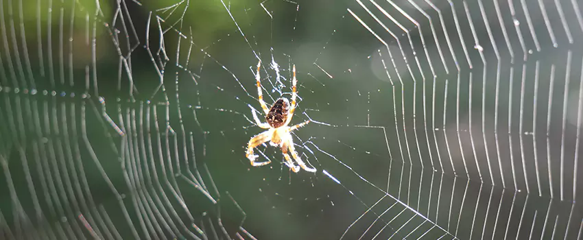 spider-pest-control in Pflugerville, TX
