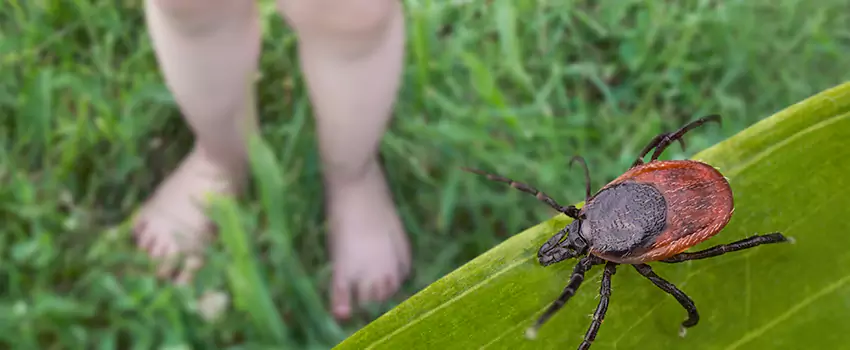 tick-treatment-for-yard in Pflugerville, TX