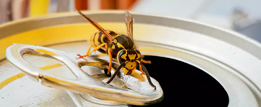 wasp-exterminator in Pflugerville, TX