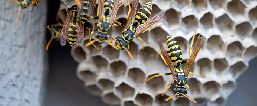 wasp-pest-control in Pflugerville, TX
