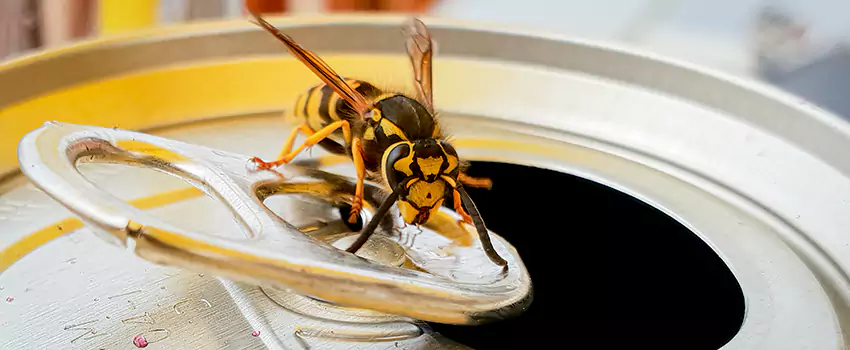 yellow-jacket-exterminator in Pflugerville, TX