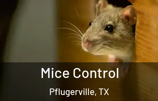  Mice Control Pflugerville, TX