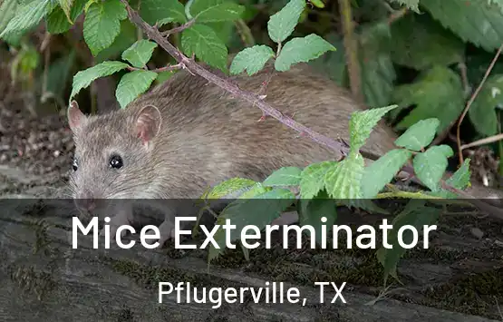  Mice Exterminator Pflugerville, TX