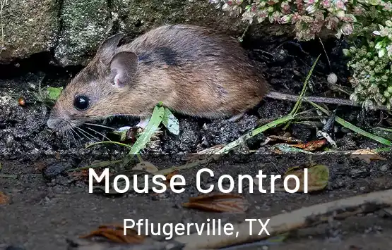  Mouse Control Pflugerville, TX