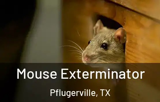  Mouse Exterminator Pflugerville, TX
