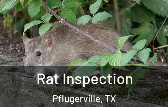  Rat Inspection Pflugerville, TX