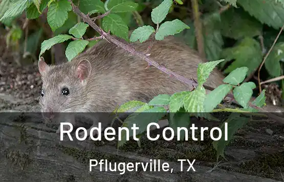  Rodent Control Pflugerville, TX
