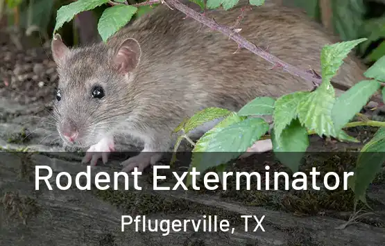  Rodent Exterminator Pflugerville, TX