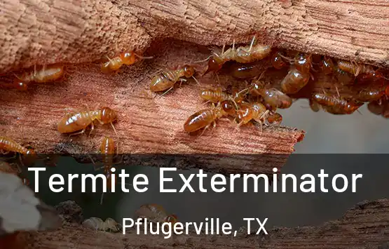  Termite Exterminator Pflugerville, TX