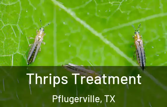  Thrips Treatment Pflugerville, TX