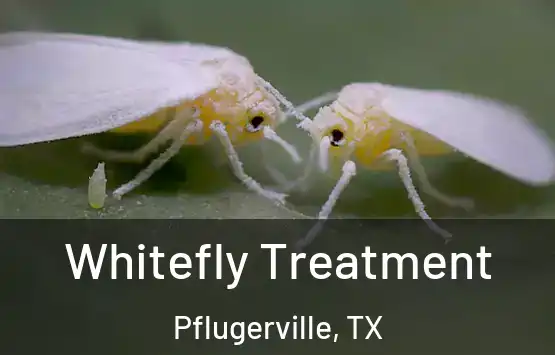  Whitefly Treatment Pflugerville, TX